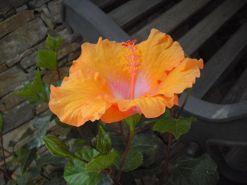 B&B Hibiscus Capoterra Ngoại thất bức ảnh