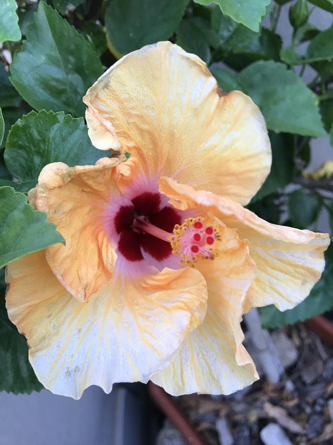 B&B Hibiscus Capoterra Ngoại thất bức ảnh
