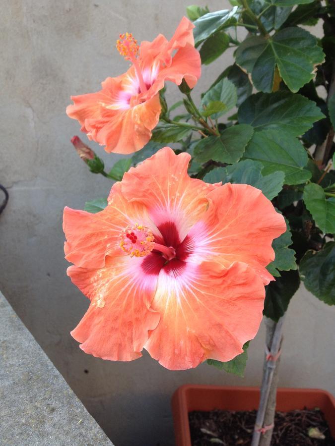 B&B Hibiscus Capoterra Ngoại thất bức ảnh